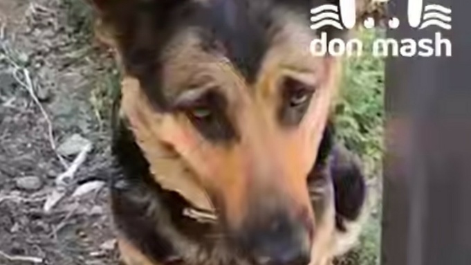 Собака умершей хозяйки / Фото: кадр из видео / Don Mash