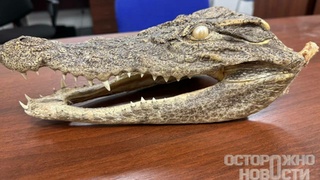 Голова крокодила / Фото: "Осторожно, новости"
