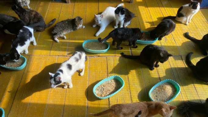 Питомцы заринского приюта / Фото: Ольга Гринько
