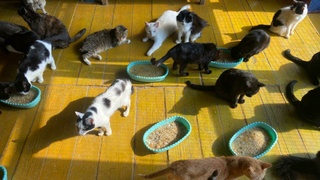 Питомцы заринского приюта / Фото: Ольга Гринько
