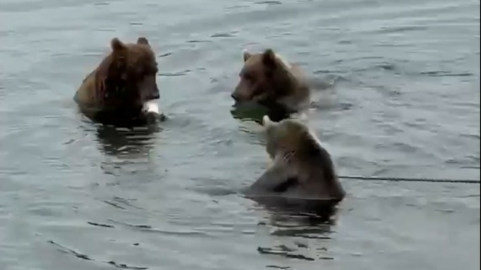 Три медведицы подруги / Фото: кадр из видео / Лиана Варавская