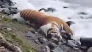 Тушу крупного тигра нашли на берегу в Приморье / Кадр из видео: Amur Mash