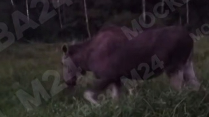 Жители Метрогородка регулярно гуляют рядом с лосем / Кадр из видео: 