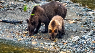 Медвежонок и мама-медведица / Фото: Роман и Татьяна Воробьевы