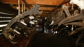 Панты марала / Фото: Telegram-канал Андрея Турчака / t.me/turchak_andrey