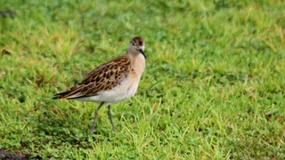 Краснокнижный турухтан / Фото: Олег Митрофанов 