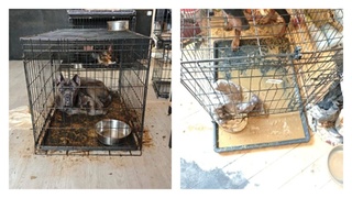 Собаки стали жертвами настоящей тюрьмы для животных / Источник фото: Baza