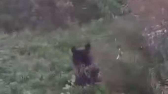 Медведь поселился в поселке Хабаровского края / Кадр из видео: Amur Mash