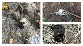 Нашествие пауков на юг России / Источник фото: "Shot Проверка"