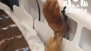 Котик застрял лапой в батарее / Кадр из видео: Mash Siberia