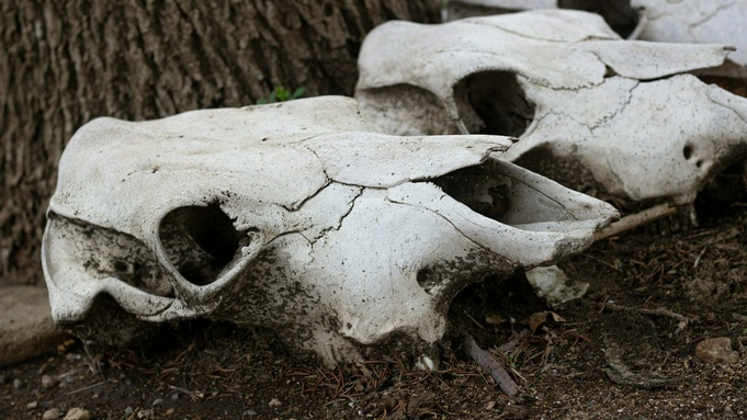 Черепа коров / Фото: unsplash.com 