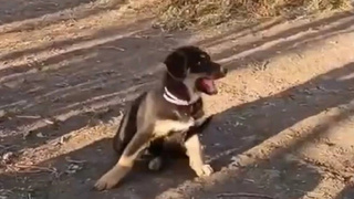 Щенок Титан / Фото: "КП-Новосибирск" / Народный фронт