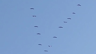 Журавли в небе над Рубцовском / Кадр из видео: "В курсе 22 | Барнаул"