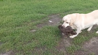 Жители Баевского района бьют тревогу / Фото: "Баевский Голос"