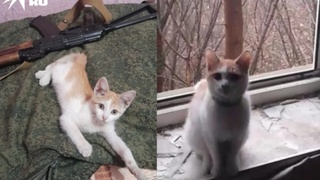Новосибирский боец спас котенка в Донбассе / Фото: "КП-Новосибирск"