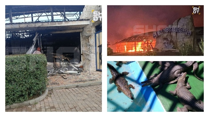 Крокодилы и другие рептилии погибли в зоопарке / Источник фото: Shot