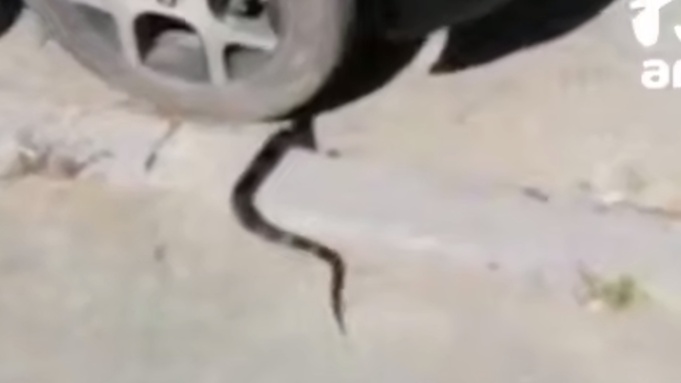 Змея заползла под автомобиль / Кадр из видео: Amur Mash