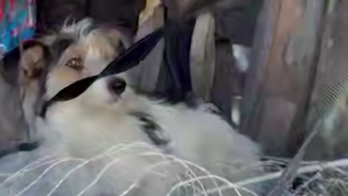 Жители дома в Новосибирске коллекционируют животных  / Кадр из видео: Mash Siberia