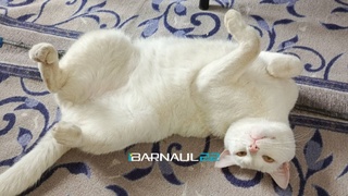 В пригороде Барнаула застрелили домашнего кота / Фото: Barnaul 22