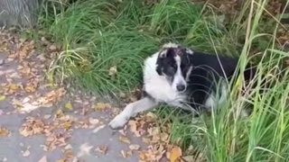 Неизвестные садисты обрезали уши собаке / Кадр из видео: "МК: срочные новости"