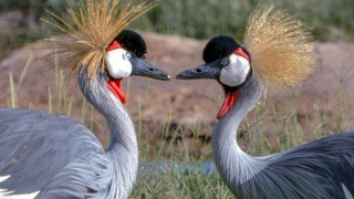 Венценосный журавль / Фото: Евгений Борисов
