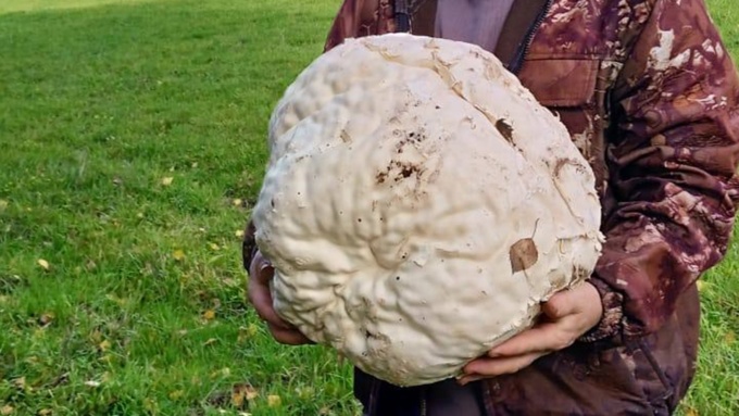 Самый большой гриб дождевик / Фото: "Республика Алтай в Telegram"