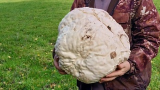 Самый большой гриб дождевик / Фото: "Республика Алтай в Telegram"