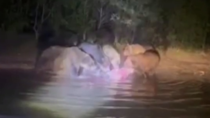 Около десятка медведей ужинают на берегу реки / Кадр из видео: 