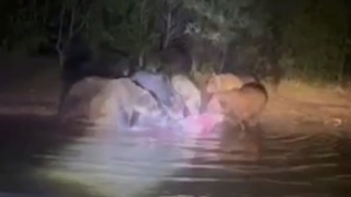 Около десятка медведей ужинают на берегу реки / Кадр из видео: "Республика Алтай в Telegram"