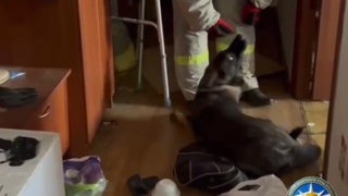 Собака осталась в квартире с мертвым хозяином / Кадр из видео: "Спасатели МАСС"