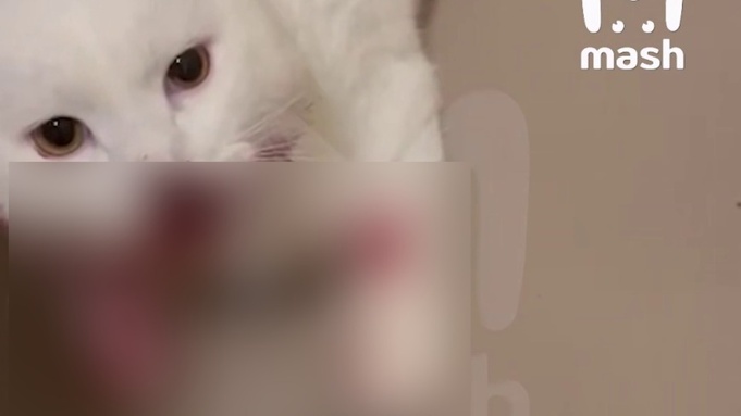 Москвичка выкинула котенка в окно / Кадр из видео: Mash