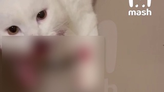 Москвичка выкинула котенка в окно / Кадр из видео: Mash