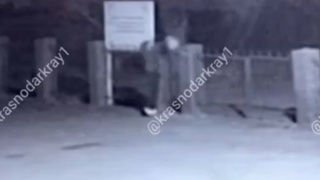 Неизвестный подкинул свиную голову к мечети / Кадр из видео: "Краснодар и край"