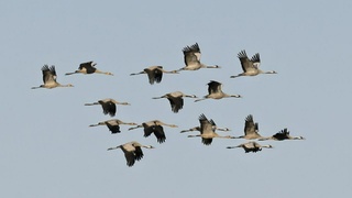 Журавли начали миграцию / Фото: Евгений Борисов