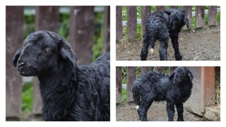 В барнаульском зоопарке родился необычный ягненок / Фото: барнаульский зоопарк