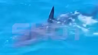 Нашествие акул в Египте / Кадр из видео: Shot