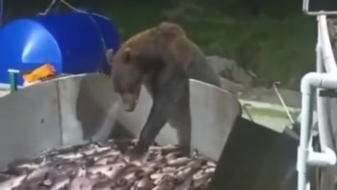 Медведь с манерами джентльмена / Кадр из видео: 