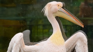 Рыбаков просят помочь зоопарку / Фото: барнаульский зоопарк