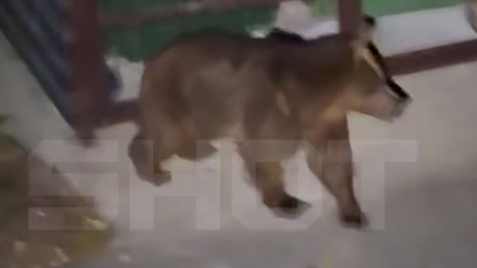 Медведица у мусорного контейнера / Кадр из видео: Shot