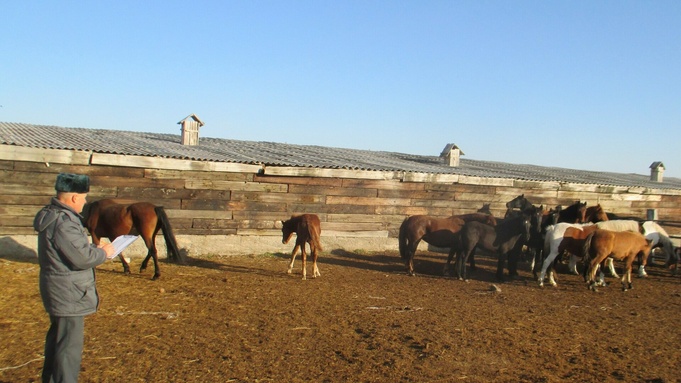 Лошади в загоне / Фото: Алтайский Россельхознадзор