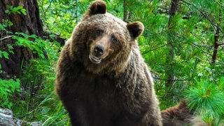 Медведи в заповеднике / Фото: Роман и Татьяна Воробьевы