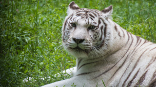 Тигрица Зая / Фото: Новосибирский зоопарк