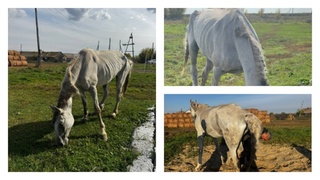 Сильно истощенная кобыла / Фото: Barnaul 22