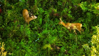 Брачные игры косуль / Фото: "Алтайский ZапоVедник", Роман и Татьяна Воробьевы
