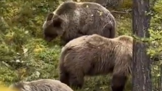 Медведи едят бруснику / Кадр из видео: "Алтайская Походная Группа" / Вадим Резник