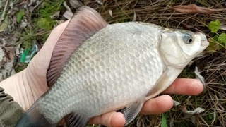 Пойманная рыба / Источник фото: "Алтайское рыболовное сообщество"