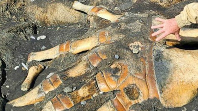 Лапа монстра / Источник фото: Amur Mash