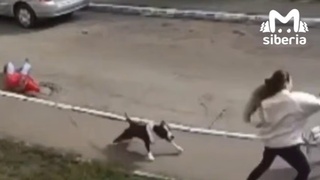 Стаффордширский терьер нападает / Кадр из видео: Mash Siberia