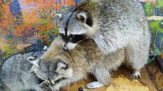 Истощенные еноты / Фото: "КП- Новосибирск"