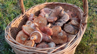 Полная корзина грибов / Фото: паблик "Грибы и Грибники Алтайского края" во "ВКонтакте"